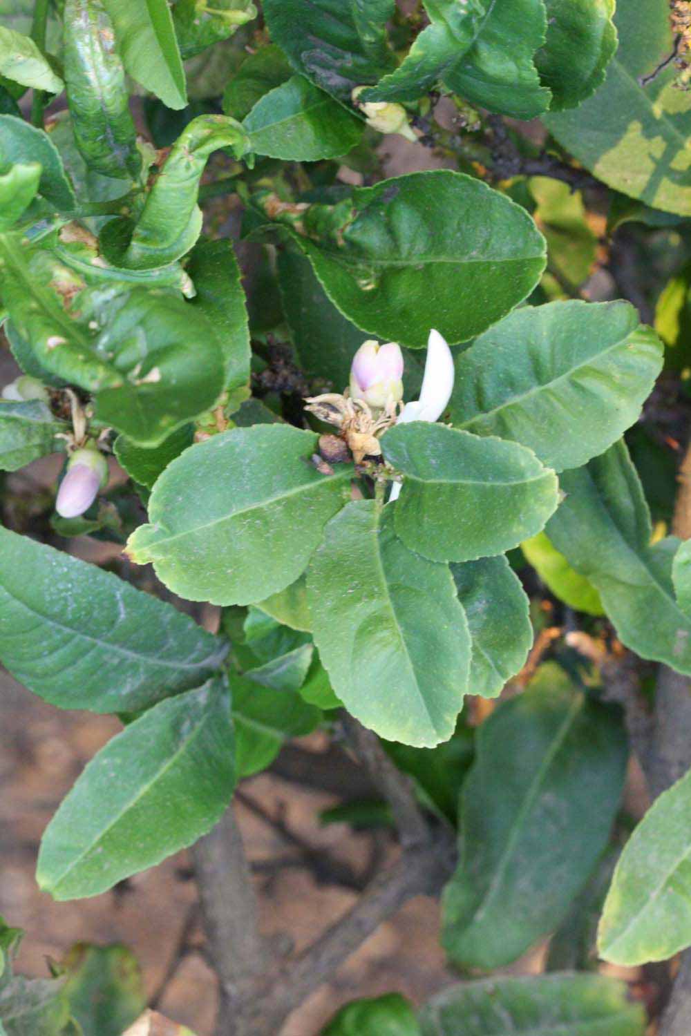              Shade leaves (Riverside, CA)       